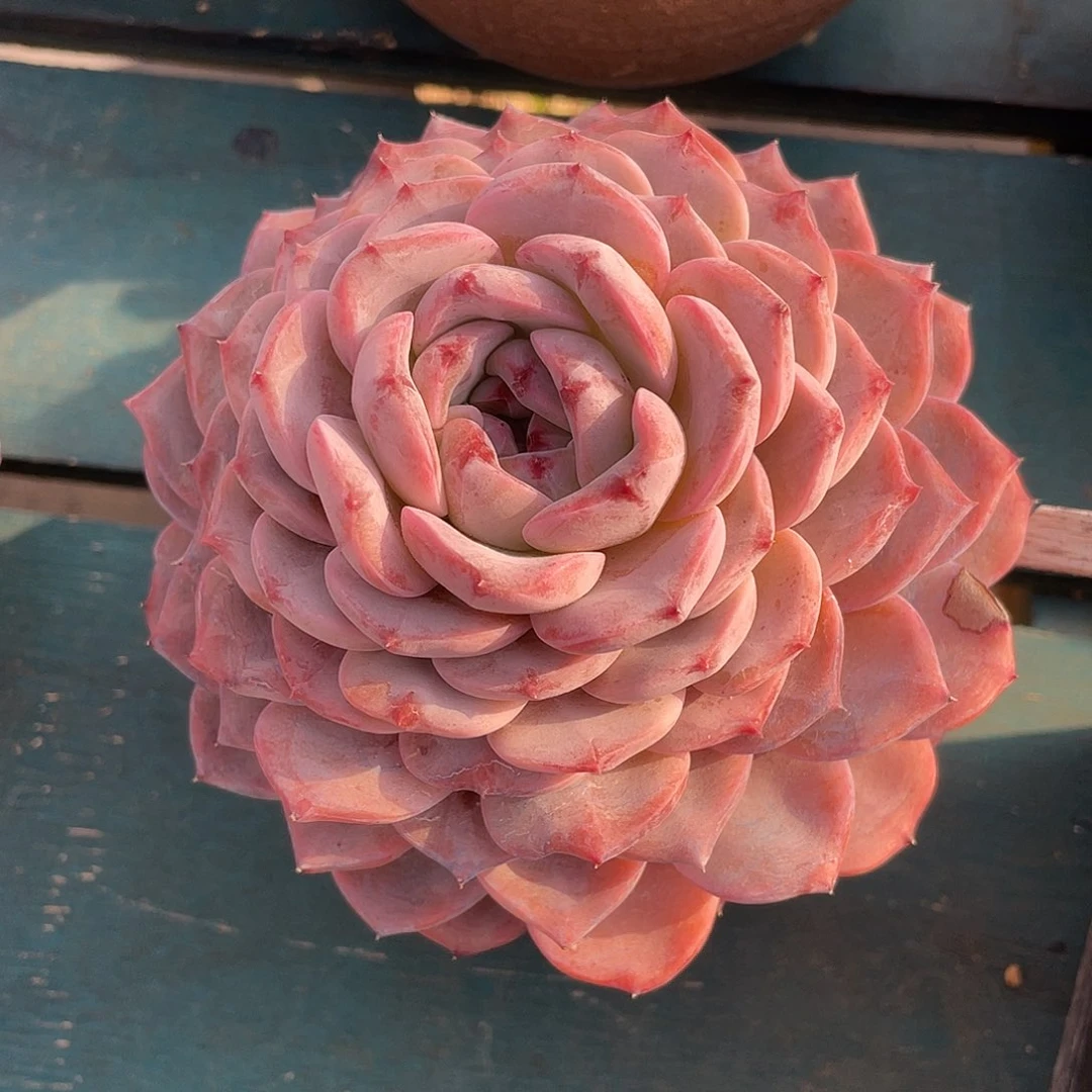 冰魄单头多肉植物一物一拍多肉