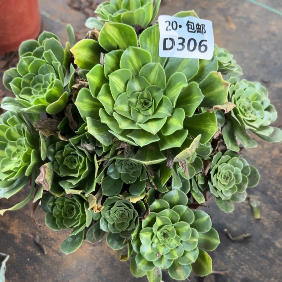 306翡翠，多肉法师