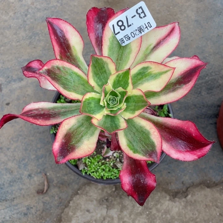 787魅影多肉1234467386768