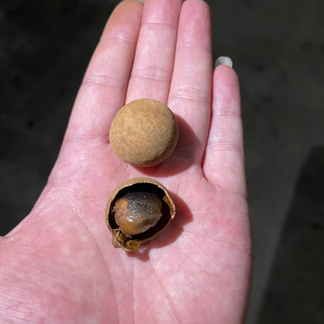 当季新货福建桂圆干特级带壳龙眼干可泡茶煲汤零食