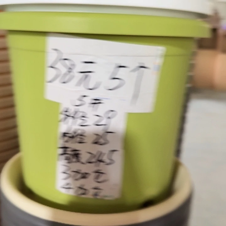 四季5号果绿无托10个特价微瑕
