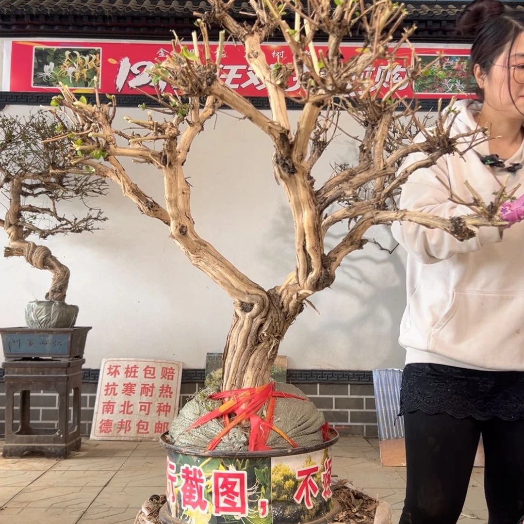 无花朵金银花88888