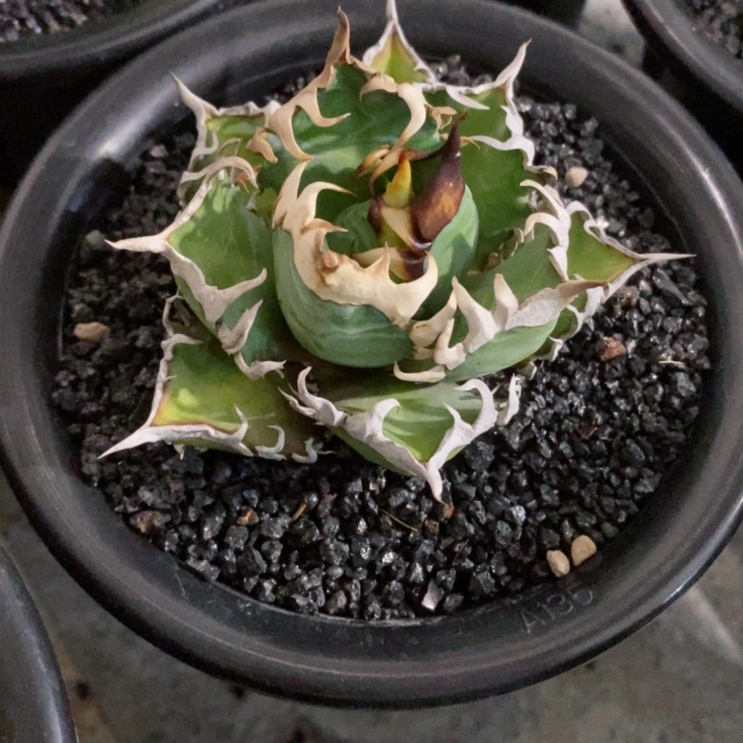 红猫。龙舌兰。111