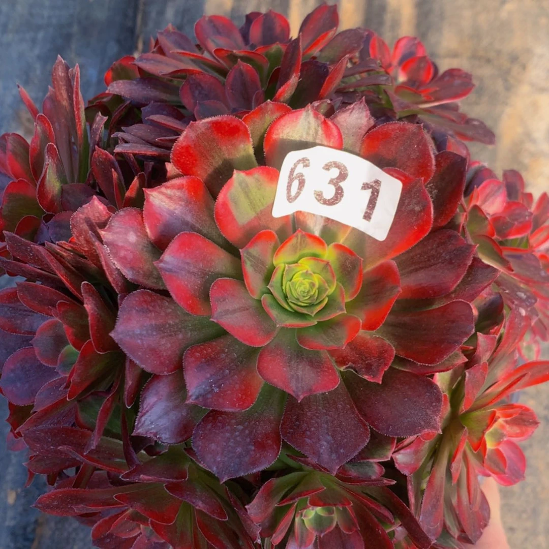 【闪购商品】631安娜多肉