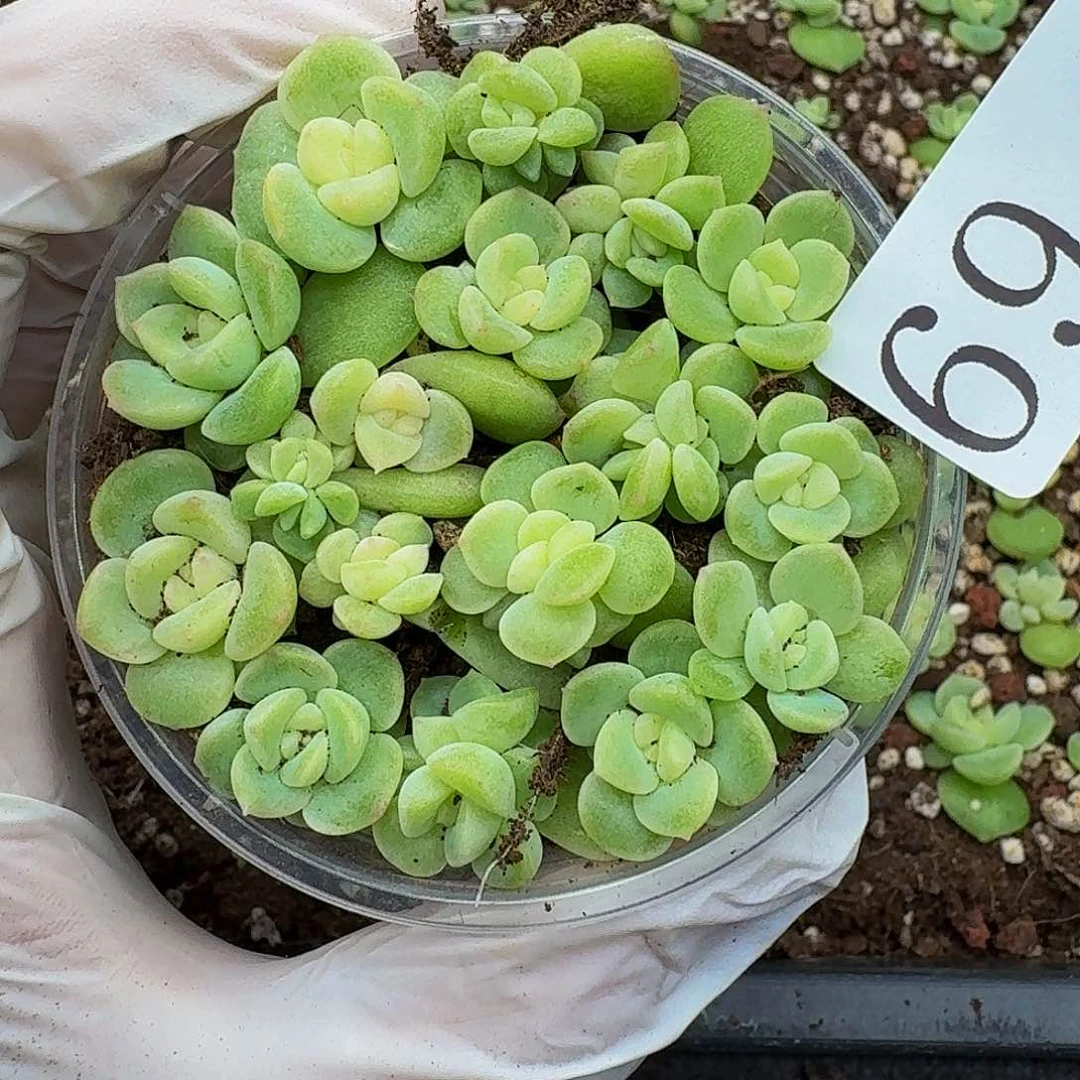 多肉植物多肉植物69