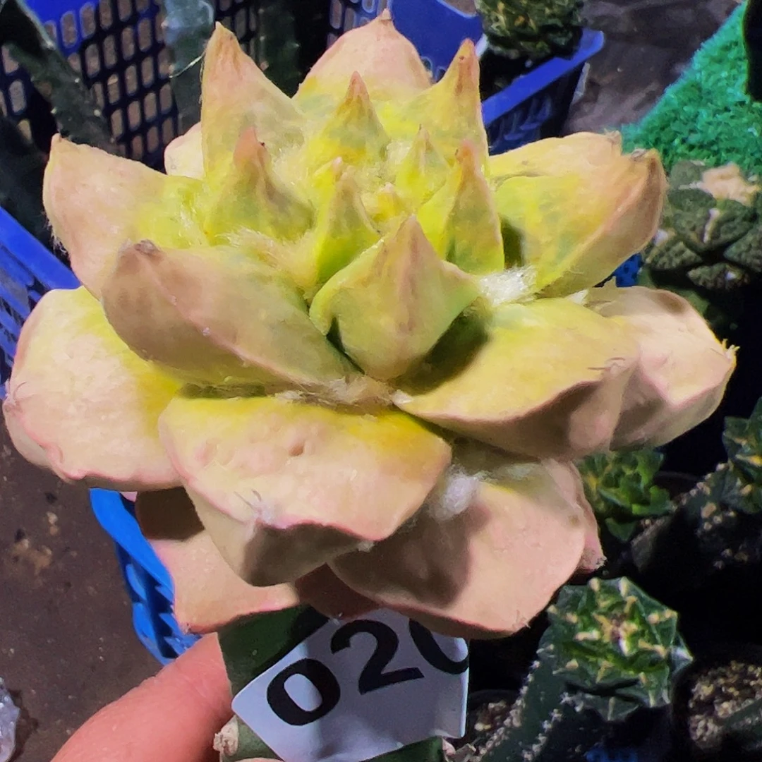 无花朵福利龙芽牡丹锦020