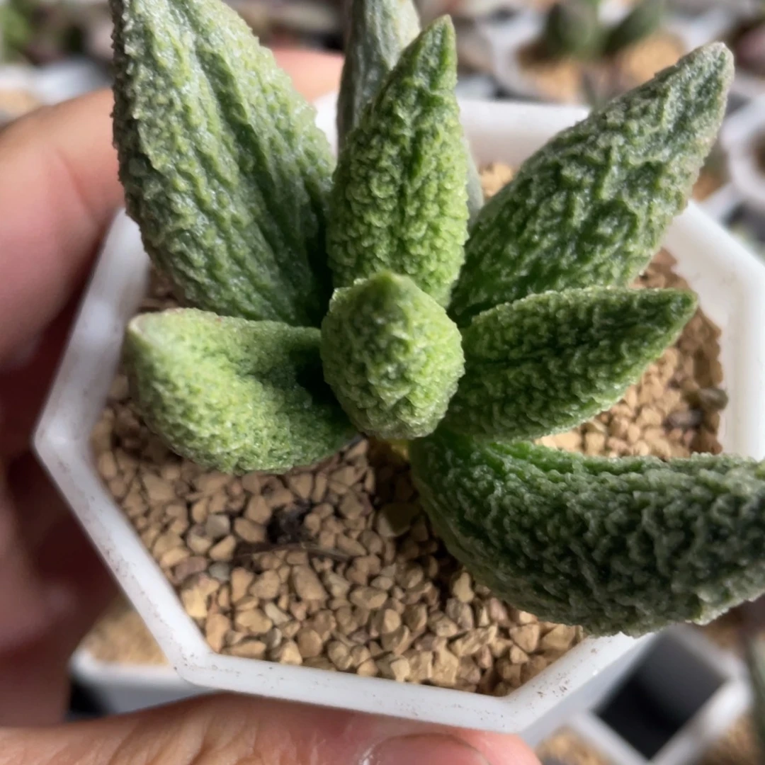 七彩龙珠水泡。