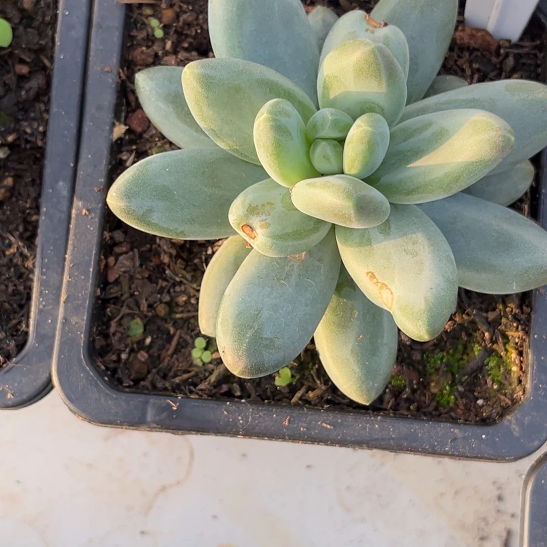 美人系多肉植物优选203