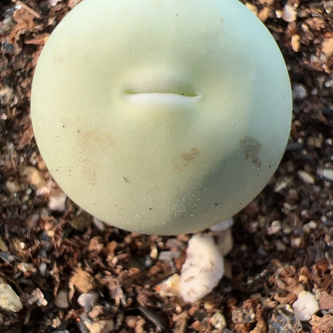 【闪购商品】291 鸽子蛋