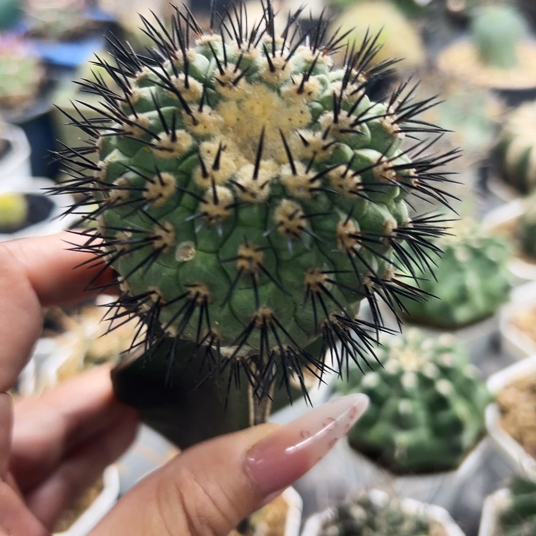 鬼神龙仙人球666666