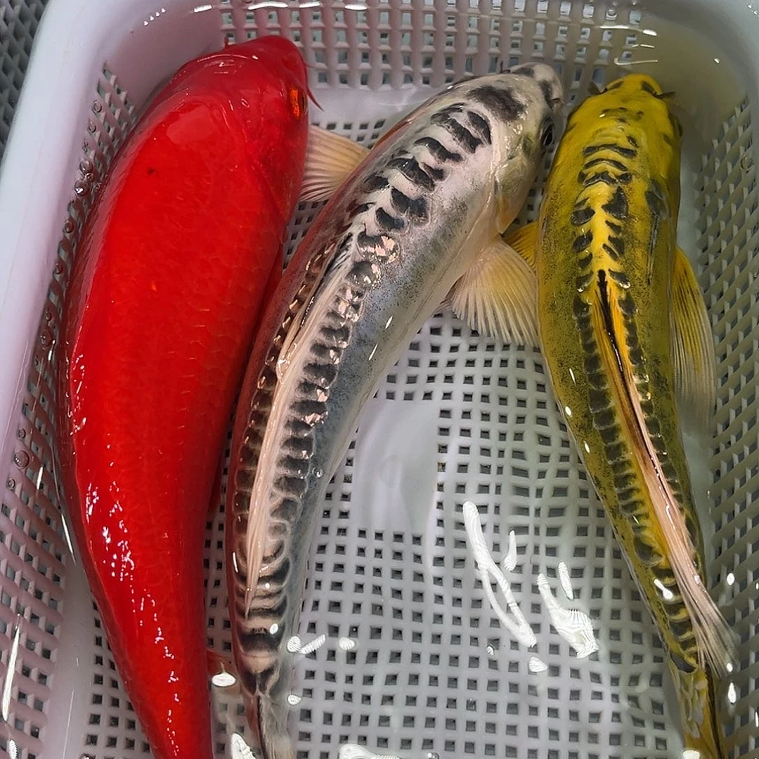 锦鲤锦鲤冷水鱼观赏