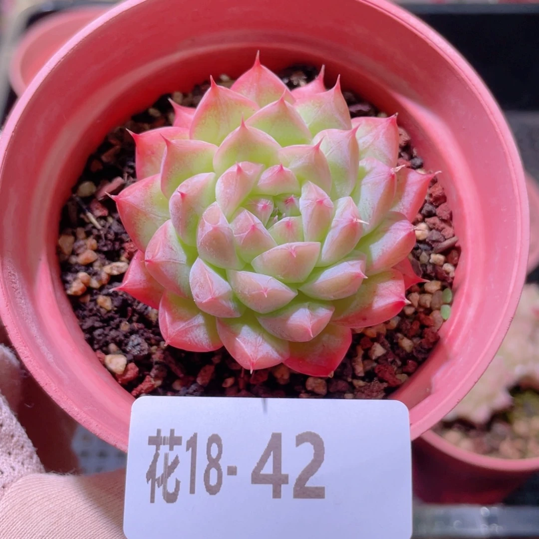 花利美18-42新品单头