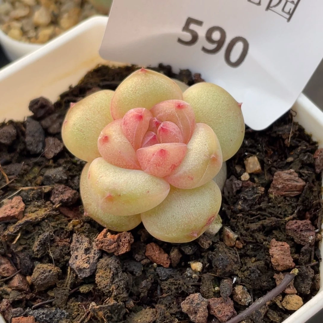 590号糖心冰心珍妮