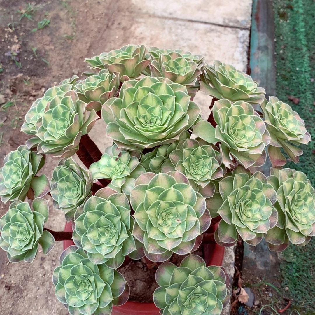 厚叶韶华，多肉植物