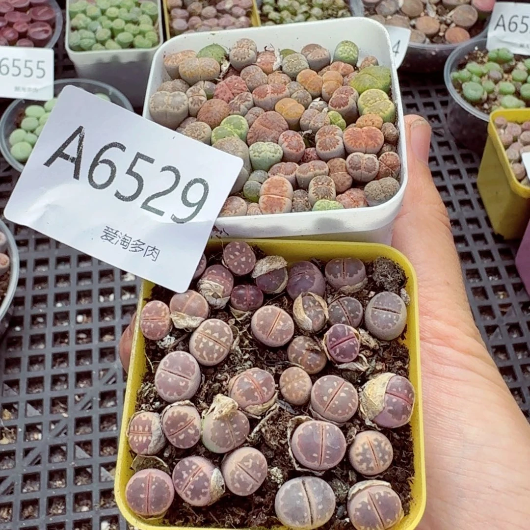 6529–生石花 生石花