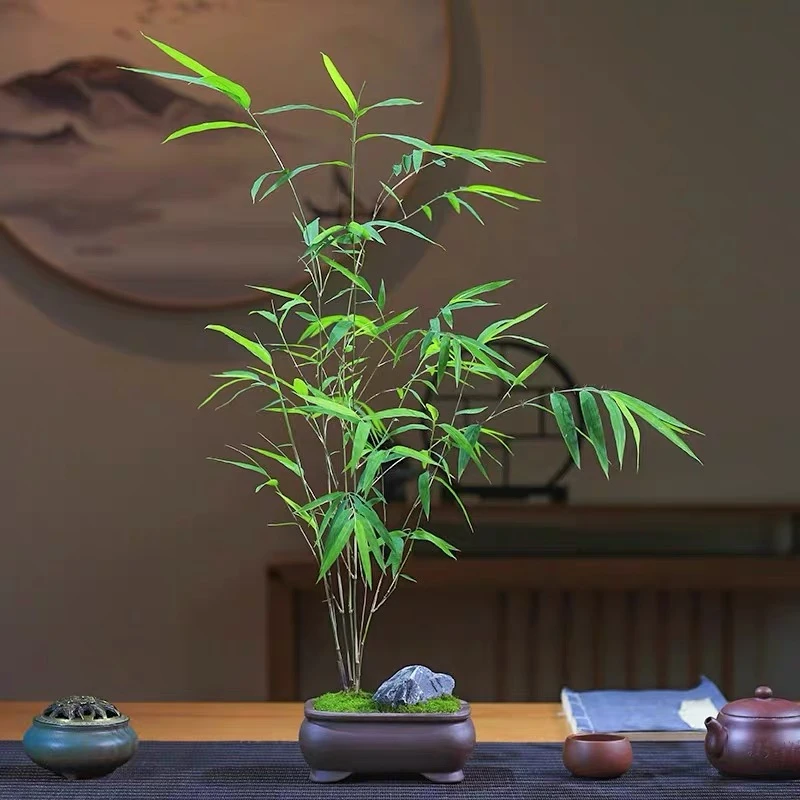 室内外通用红罗汉竹观音竹绿植盆栽四季常青可水培造景一物凤尾竹