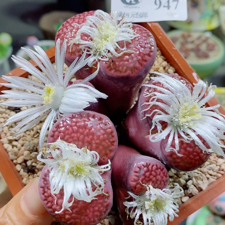 947 生石花花花花花花花花