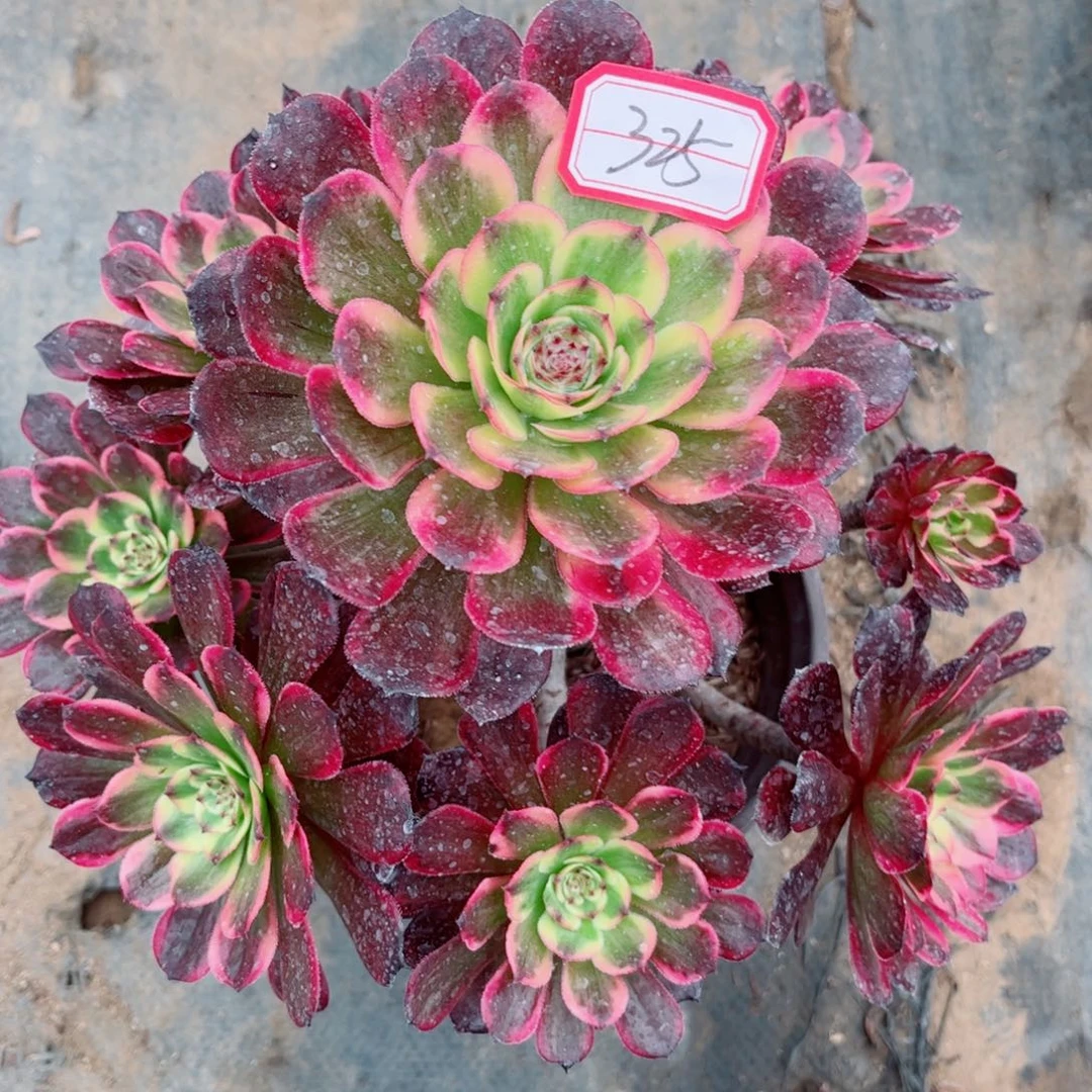 多肉植物325号多肉植物