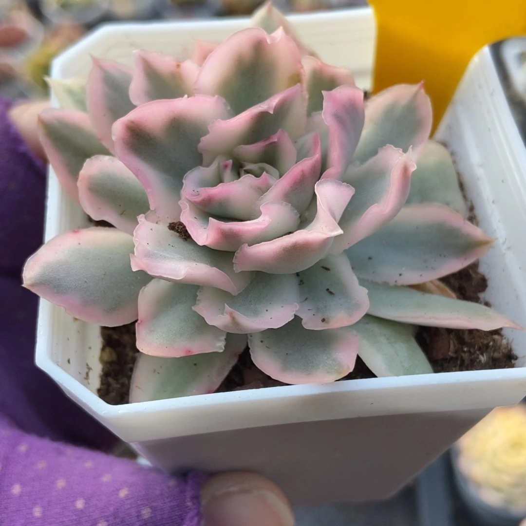 1607紫蝴蝶锦多肉植物