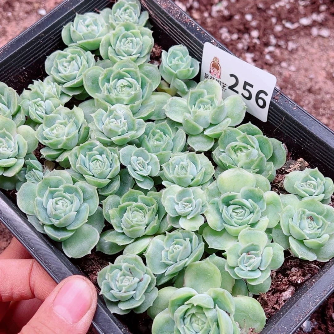 不***舟多肉植物多肉植物