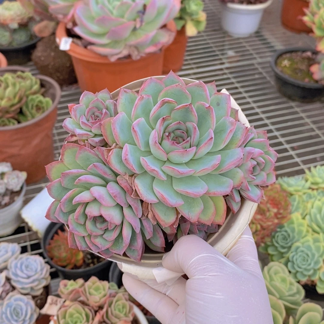 6615荷花老桩一物一拍