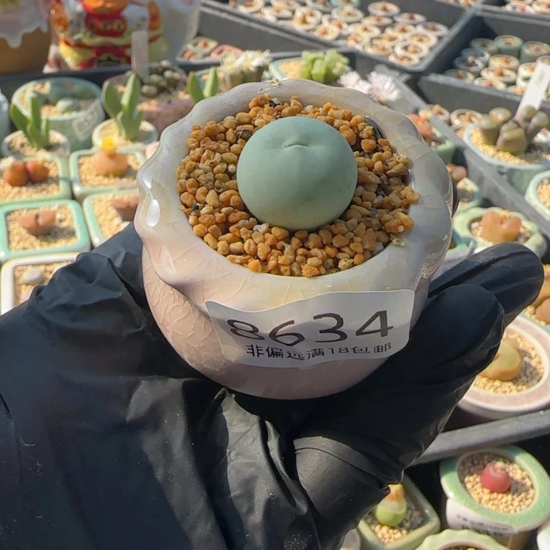 8634--一物一拍 带盆