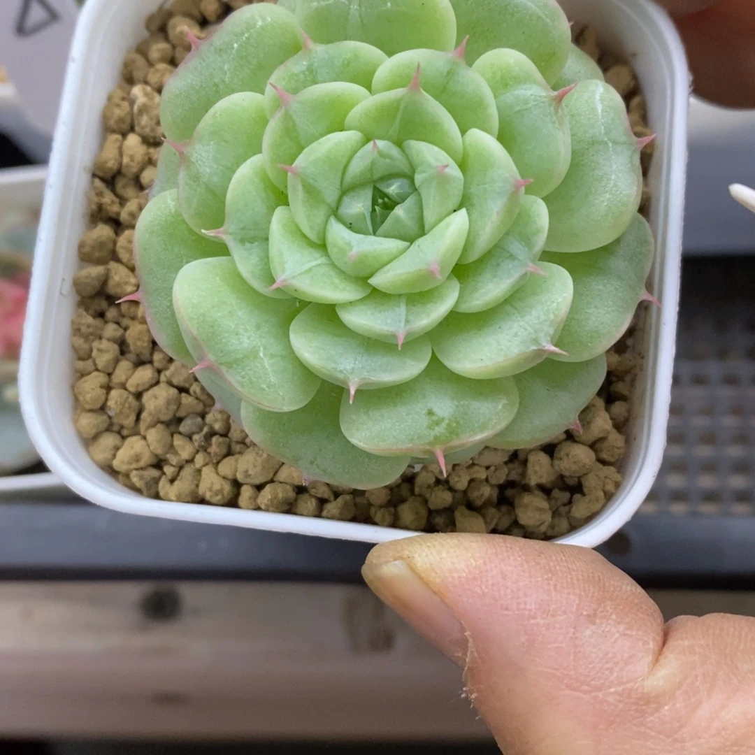 精品多肉一物一拍不包整221