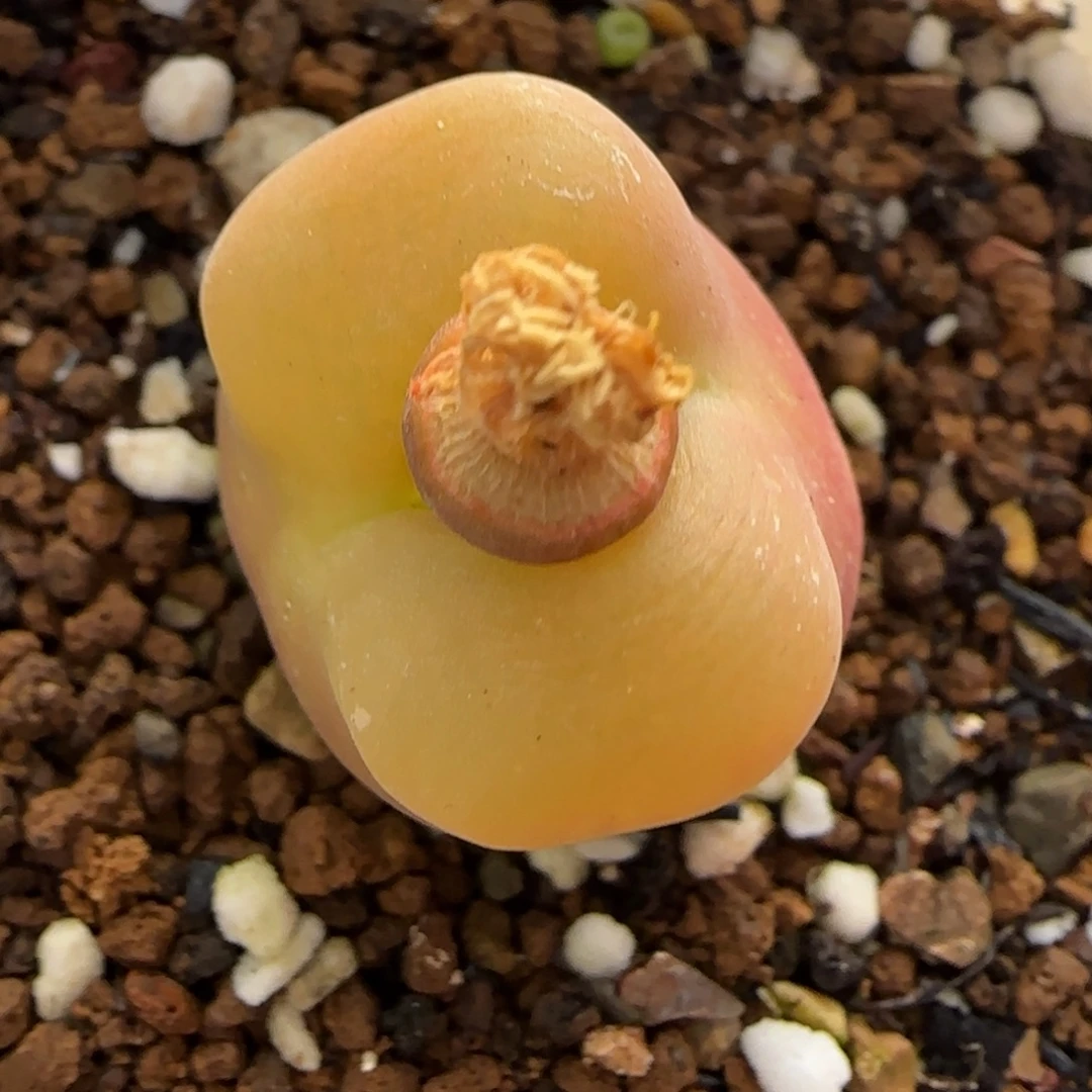 12.27。      水蜜桃。    2001