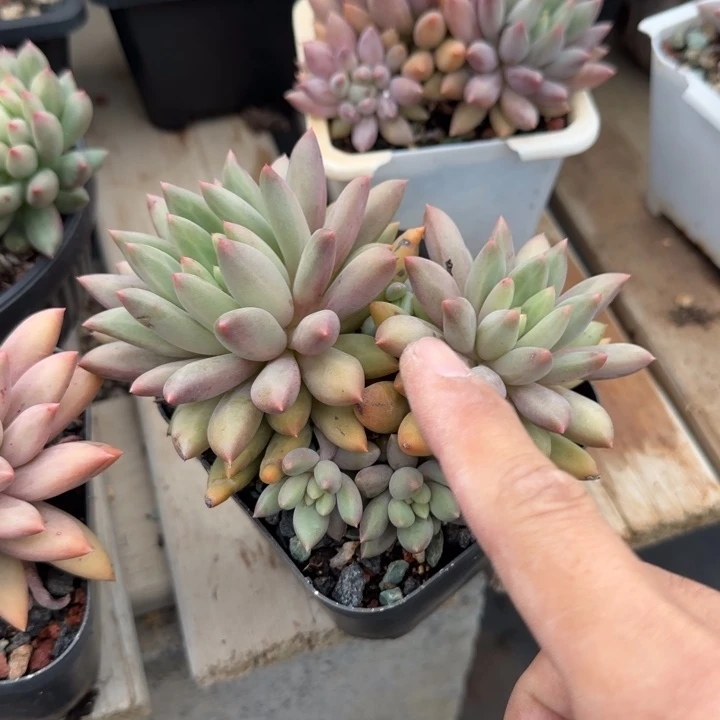 水晶球老桩多肉五十包邮