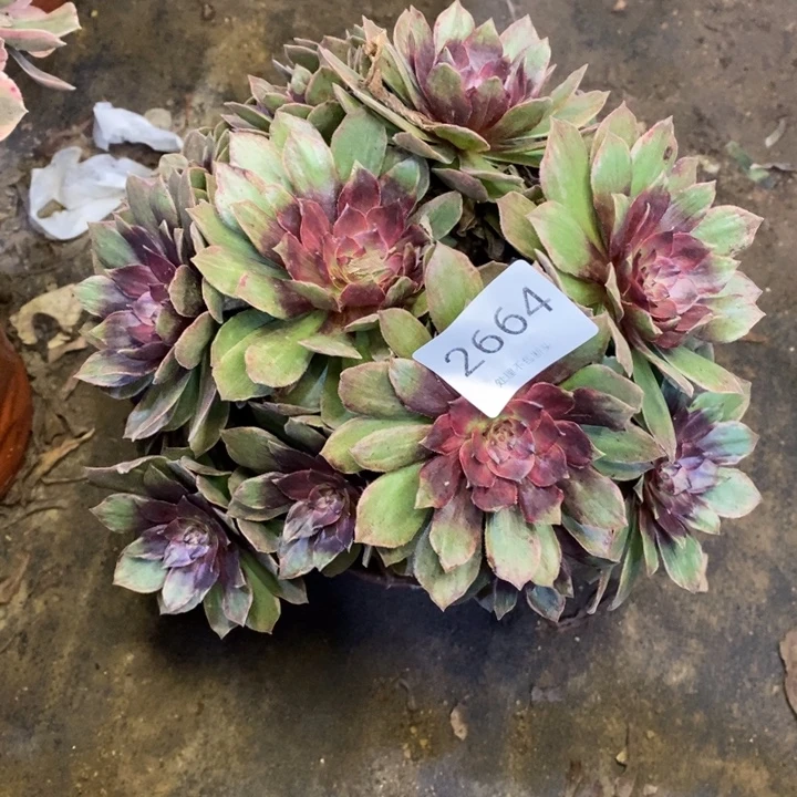 红丝绒多肉断头不包2664