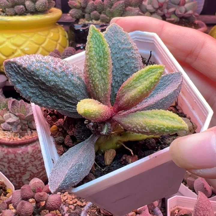 姜***～吉祥如意的一天从早上