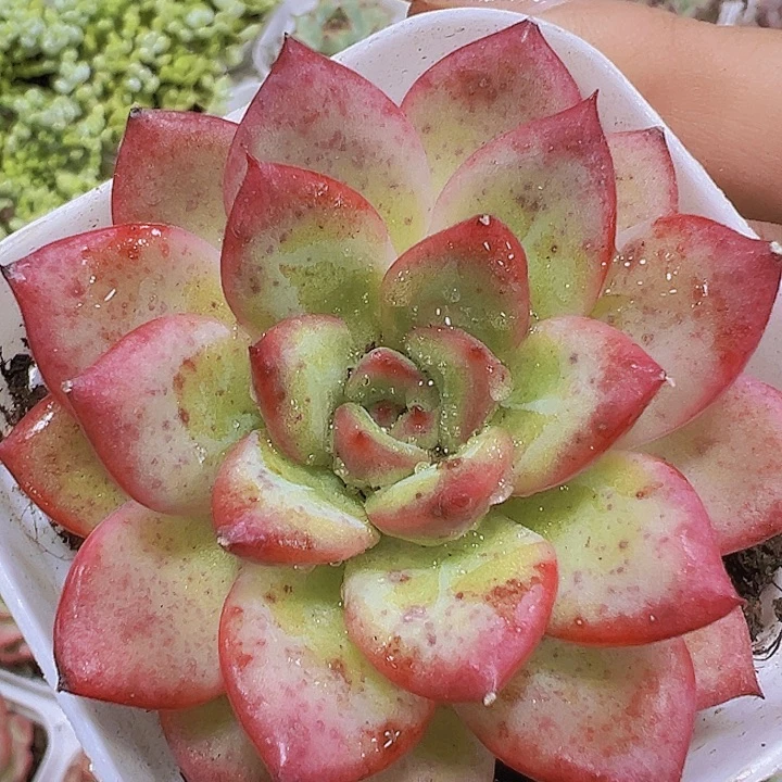 唇膏19包邮多肉哦哦