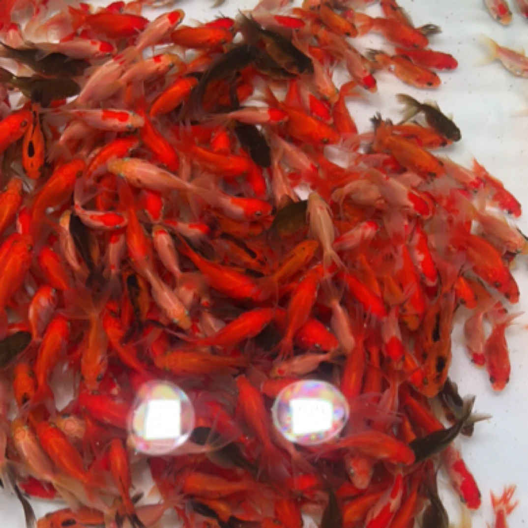 49条2-5公分小金鱼冷水观赏鱼 兰寿鎏金泰狮鸿运当头不指定