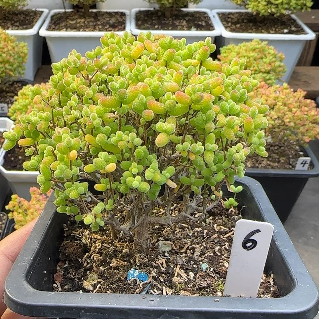 金桔糖球一物一拍