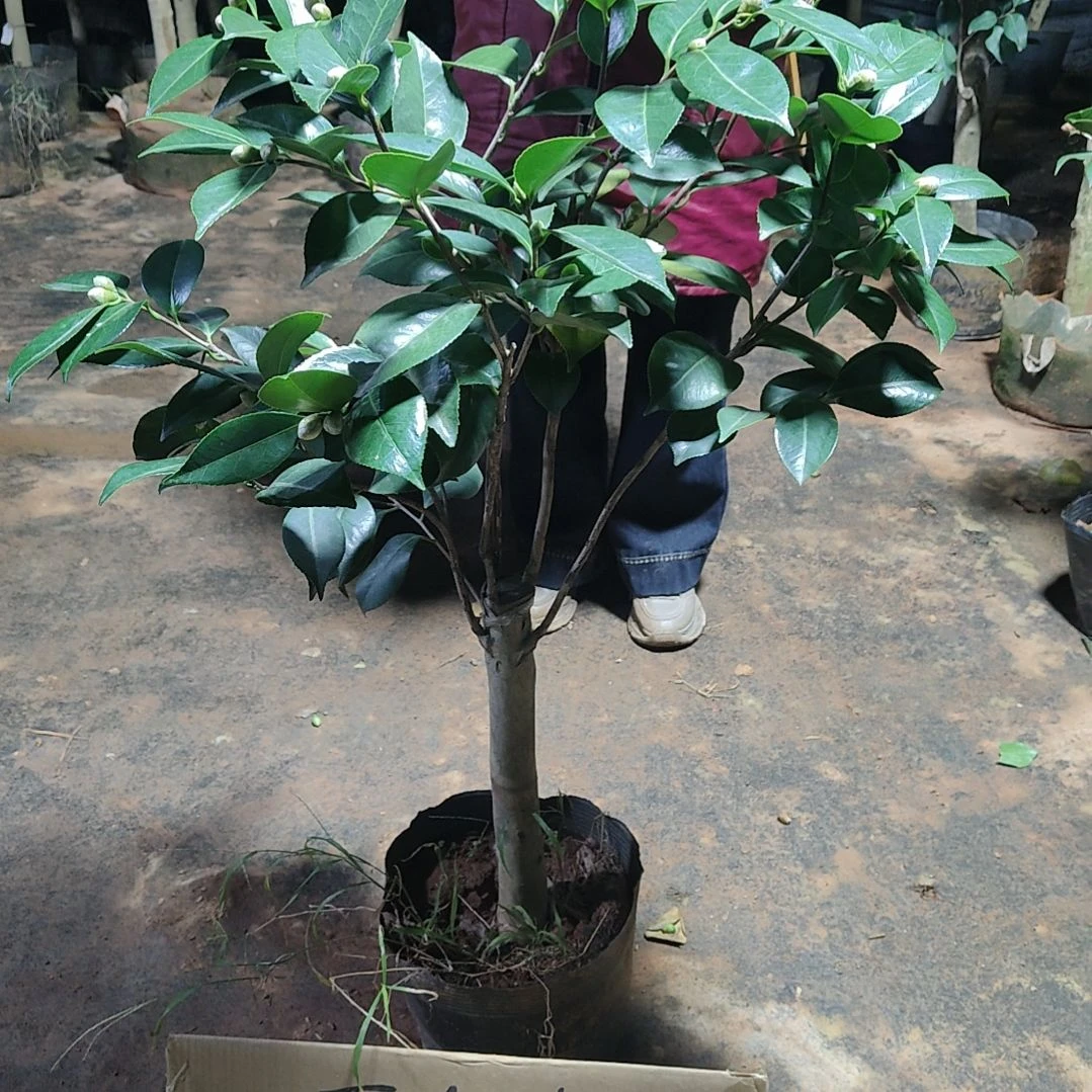 全部花苞明镜不包邮