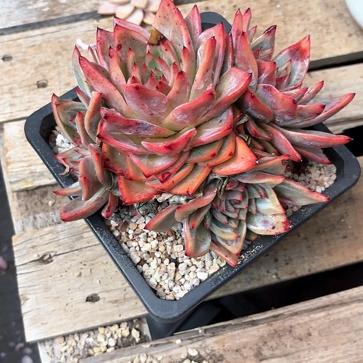 多肉植物，红龙一颗