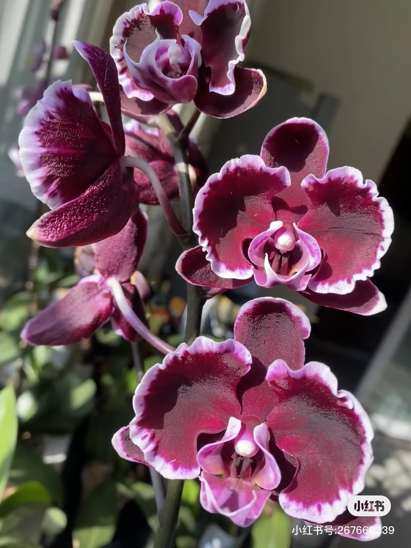 【拉丁舞裙】3.0出剑苗 寸加高杯 黑花自带波浪边