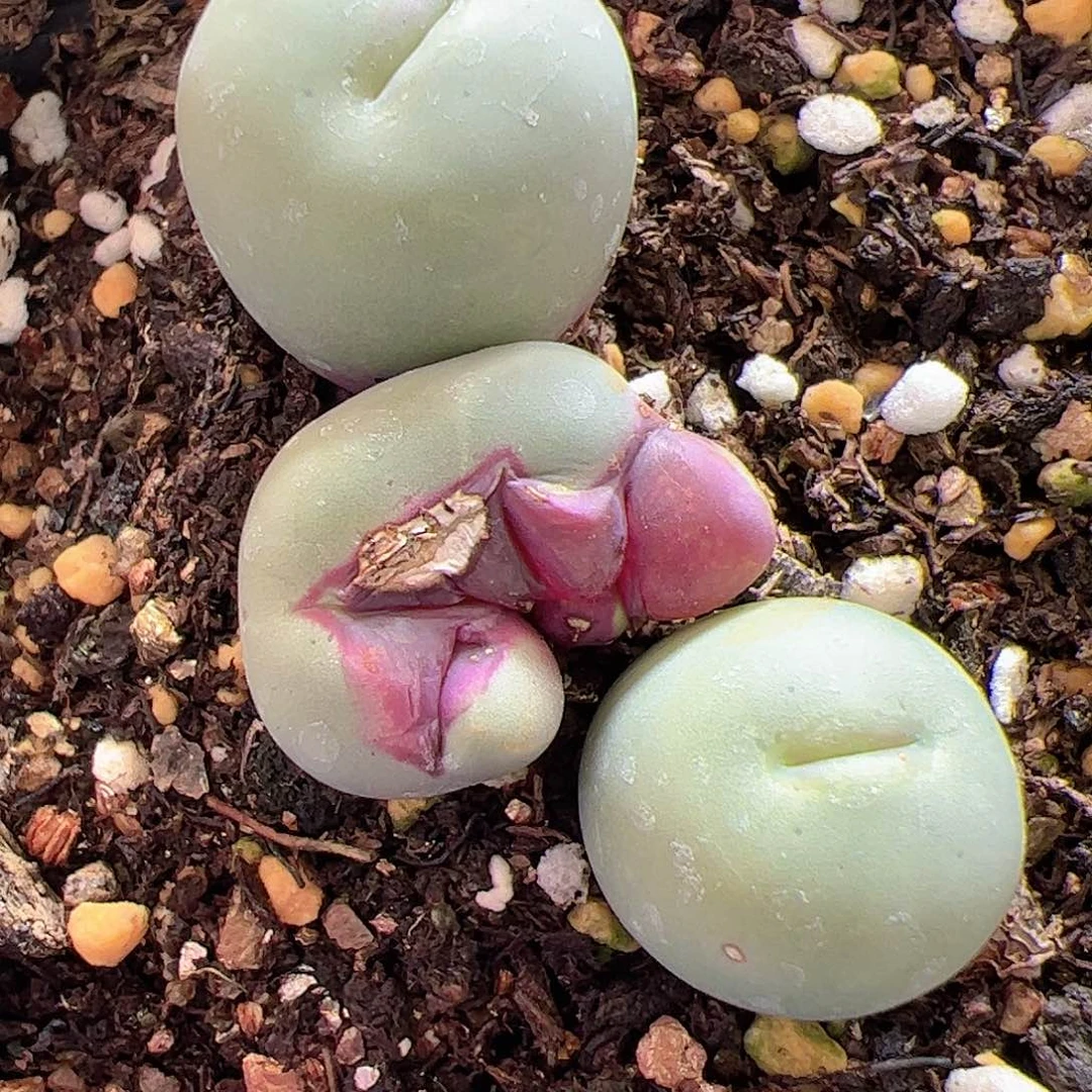 【闪购商品】46 福利红嘴缀化