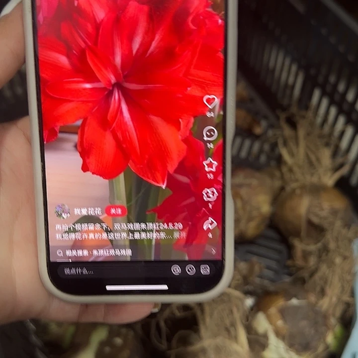 马戏团7公分进口球福利