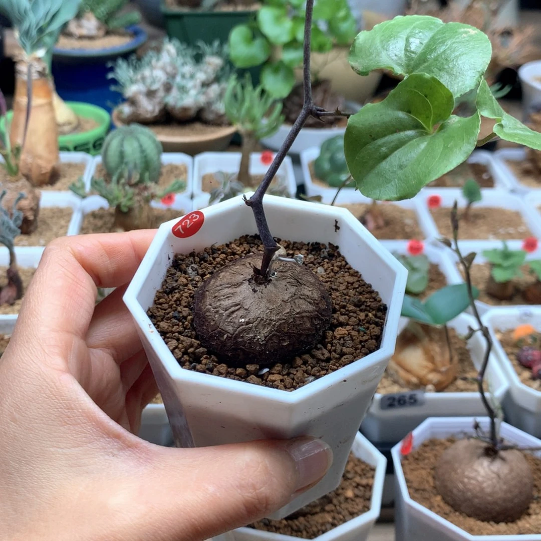 南非龟甲龙带盆723