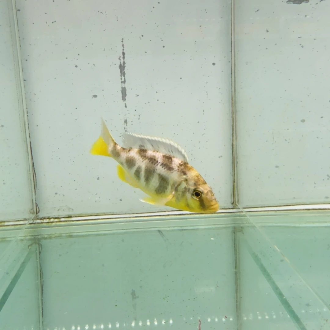 慈鲷维纳斯1029。