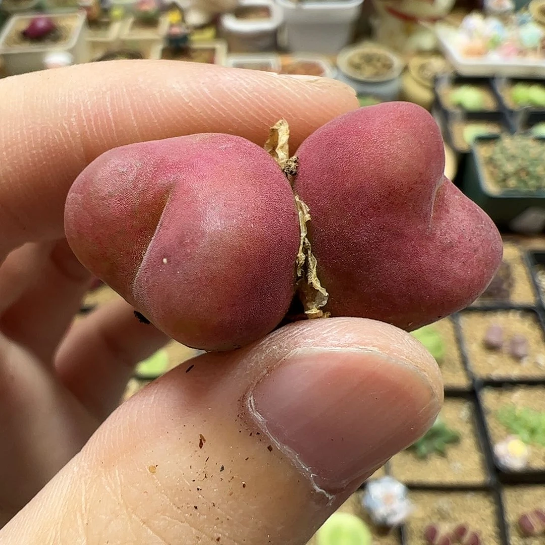【闪购商品】5  开播福利