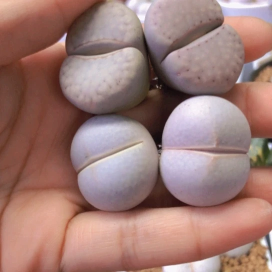 2683，2.6-3厘米如图