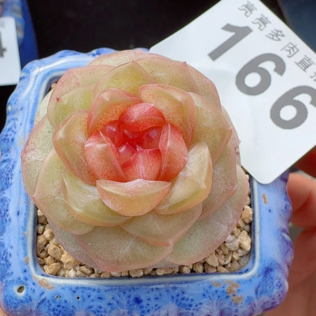 珍妮      愿你一路坦途，乘风破浪展宏图