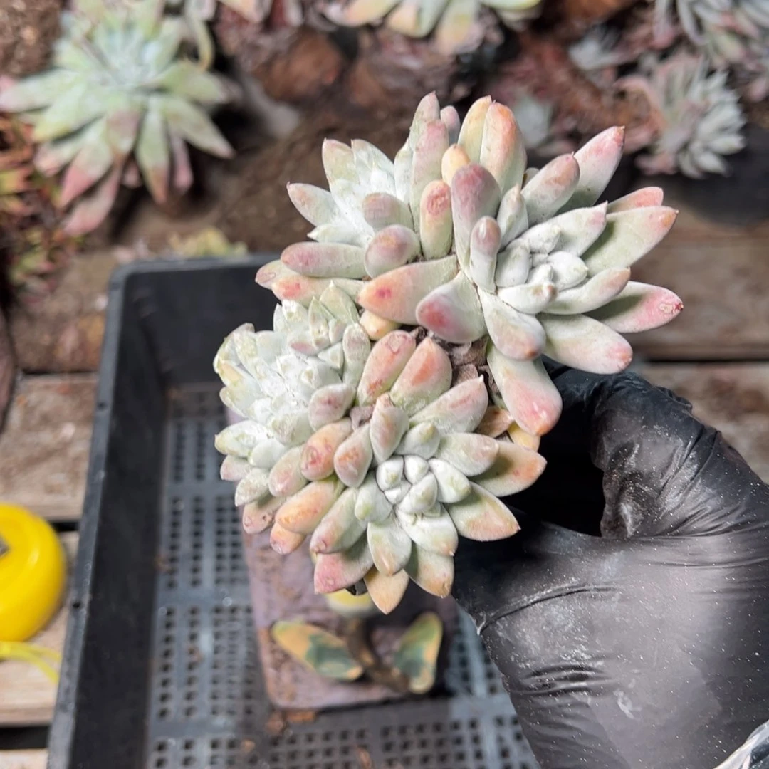 8981哈哈哈哈哈哈哈哈