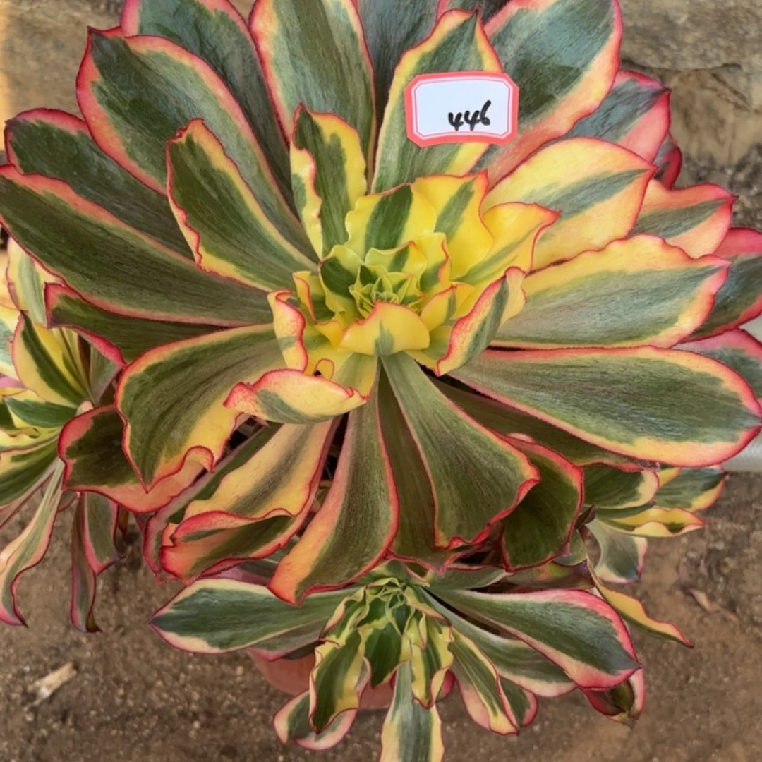 全部花朵446魅影多肉植物