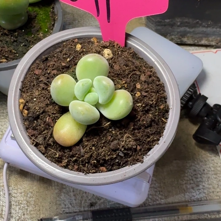 079法丽达新号福利价