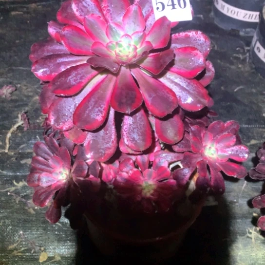 如*姐多肉植物香546