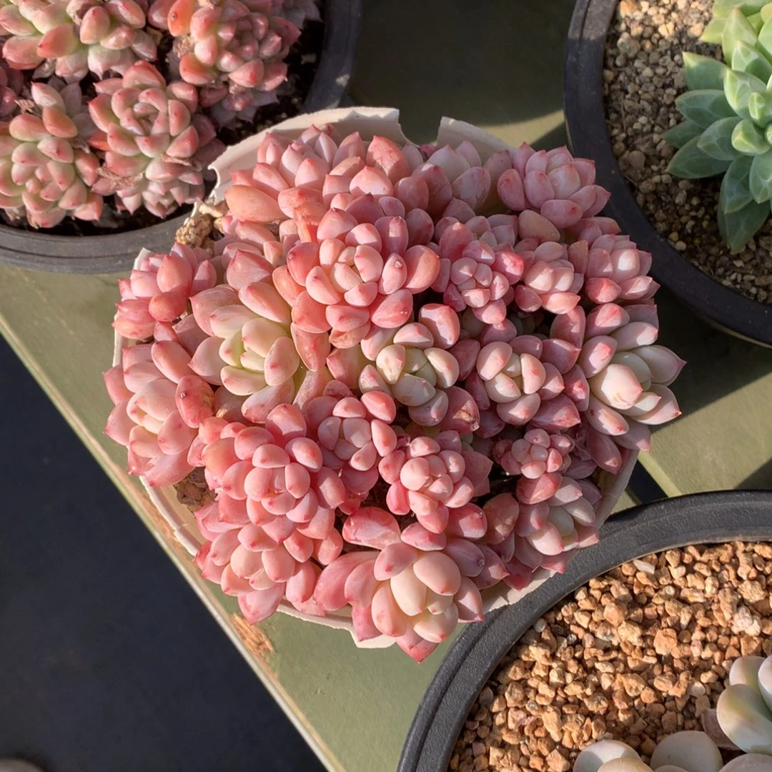 草莓蛋糕 多头 一颗