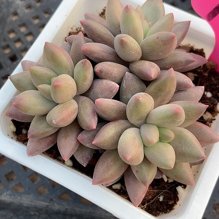 多肉植物车厘子100多肉